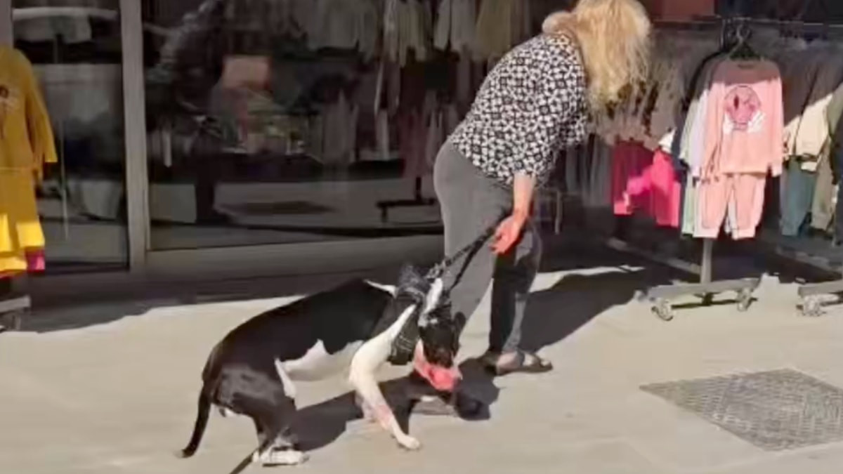 İstanbul'da ağızlıksız Pitbull kediyi parçaladı: Sahibi olay yerinden kaçmaya çalıştı