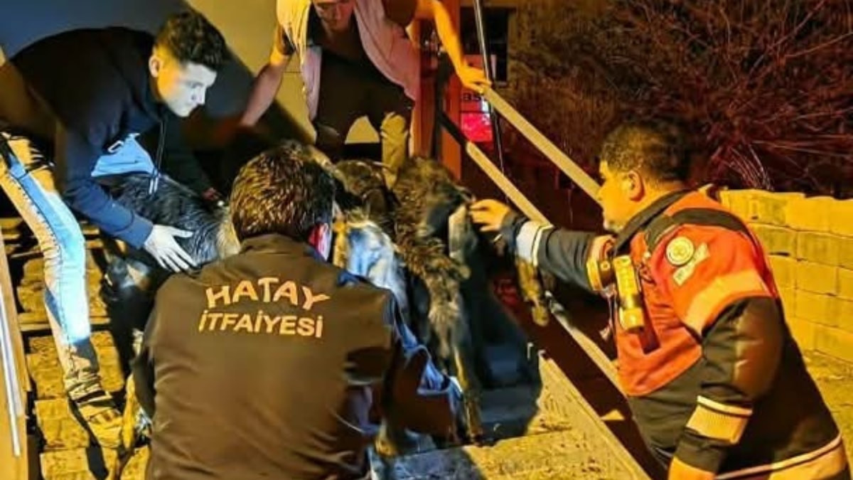 Hatay'da tırın dorsesinde sıkışan 40 keçi kurtarıldı