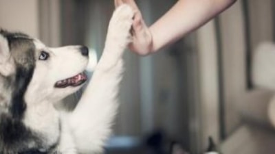 Birbirinden sevimli halleri güldürüyor