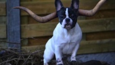 Sıradışı Hayvanlar