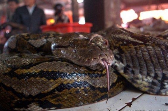 Burası dünyanın en korkunç yiyecek pazarı - Resim 1