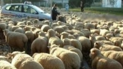 Kurban bayramı capsleri - Foto Galeri