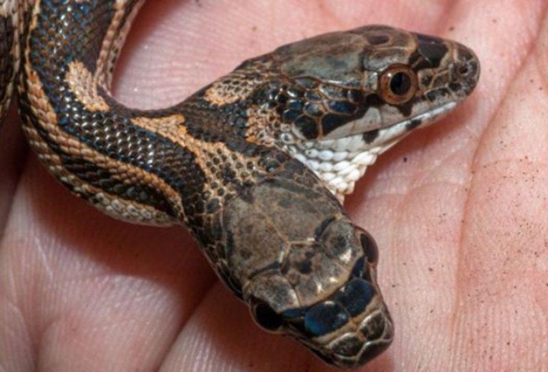 Kansas'da görülen çift başlı yılan şaşırttı - Resim 2