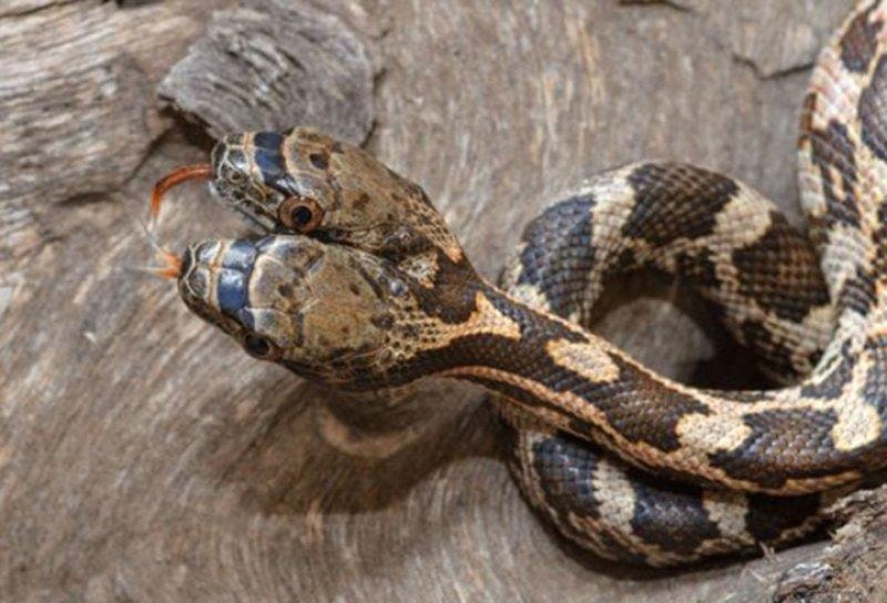 Kansas'da görülen çift başlı yılan şaşırttı - Resim 1