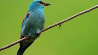 Trakya'daki yaban hayatı görüntülendi