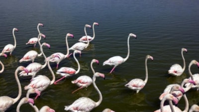 Van Gölü binlerce flamingoya ev sahipliği yapıyor