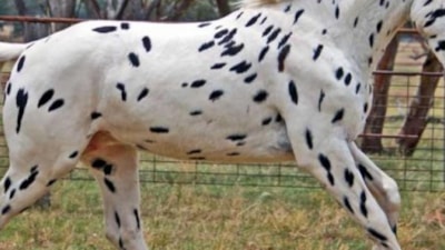 Doğada az bilinen canlılar