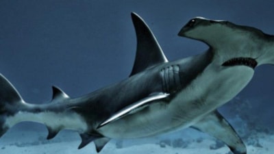 Dünyanın en ilginç görünümlü canlıları