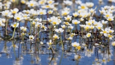 Kızılırmak Deltası'nda suda açan zehirli çiçekler 