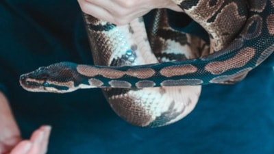 Dünyanın en tehlikeli hayvanları