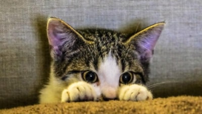 Birbirinden sevimli cins kedi türleri