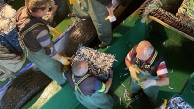 Karadeniz'den kasa kasa hamsi çıktı