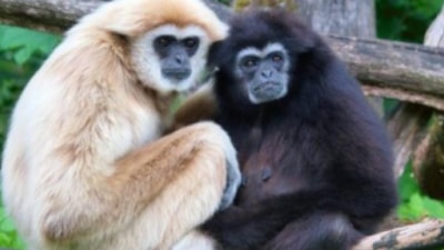 Eşlerine sadık olan hayvan türleri