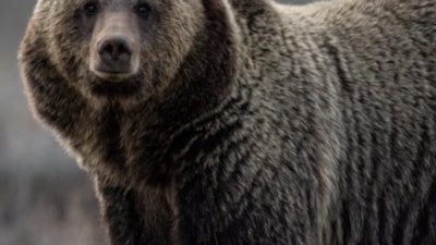 En iyi koku alan hayvanlar