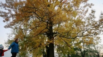 Efteni Gölü, sonbaharın büyülü renklerine büründü