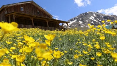 Yazın geldiği Dulağa Yaylası, Alpler'i aratmıyor