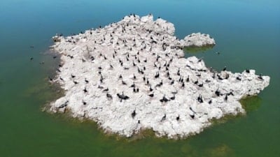 Manisa'daki lav kalıntıları göçmen kuşlarla canlandı