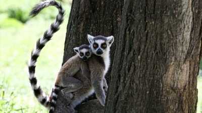 Sevimli anne ve yavru lemurlar görüntülendi