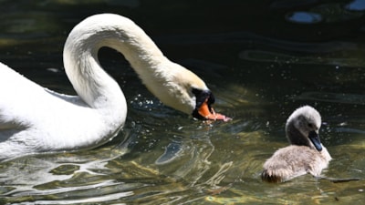 Ankara'da Kuğulu Park’ın yeni gözdesi “Parla” oldu