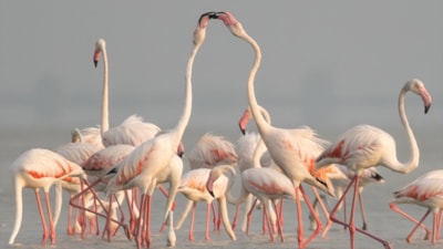 Adana'daki Akyatan Lagünü'nde flamingo şöleni