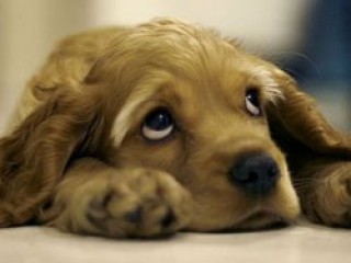 Ankara'da katledilen köpekler