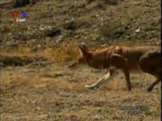 Aleviler polisle çatışırken Cem TV belgesel yayınladı