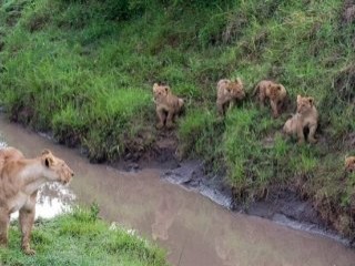 Anne aslandan yavrularına hayatta kalma dersi