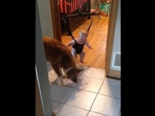 Köpekten küçük bebeğe zıplama dersi