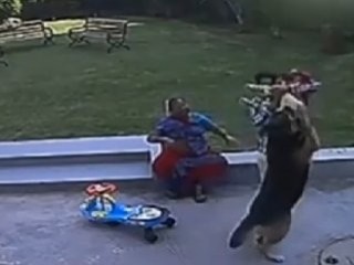 Hindistan'da 10 yaşındaki çocuk kardeşini köpekten kurtardı