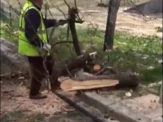 CHP'li Büyükçekmece Belediyesi ağaç katliamı yaptı