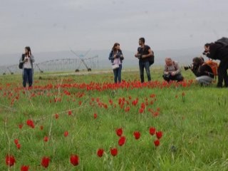 Muş lalesini fotoğrafladılar