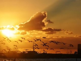 Aydın'da gökyüzü kuşlarla renklendi