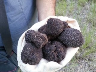 Trüf mantarı için bakanlık devreye girdi