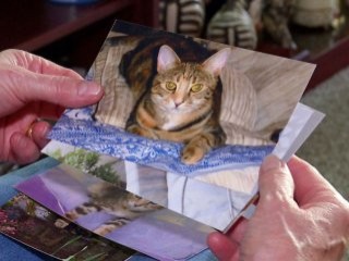 2 yılda 358 hayvanı katletti