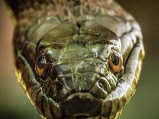 ABD'de ortaya çıkan gizemli yılanlar panik oluşturdu