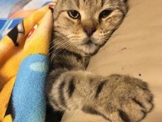 Sosyal medya fenomeni kediye araba çarptı