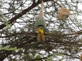Dokumacı kuşlar mühendis gibi yuva yapıyor