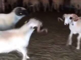 Koçların boynuzlu düellosuna diğerleri dahil oldu