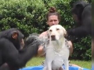 Şempanzeler ve köpekle leğende yıkandı