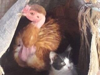 Muğla'da yavru kediyi sahiplenen tavuk