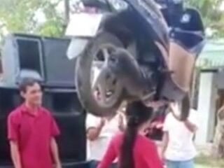 Asyalı genç kadın kafasında scooter taşıdı