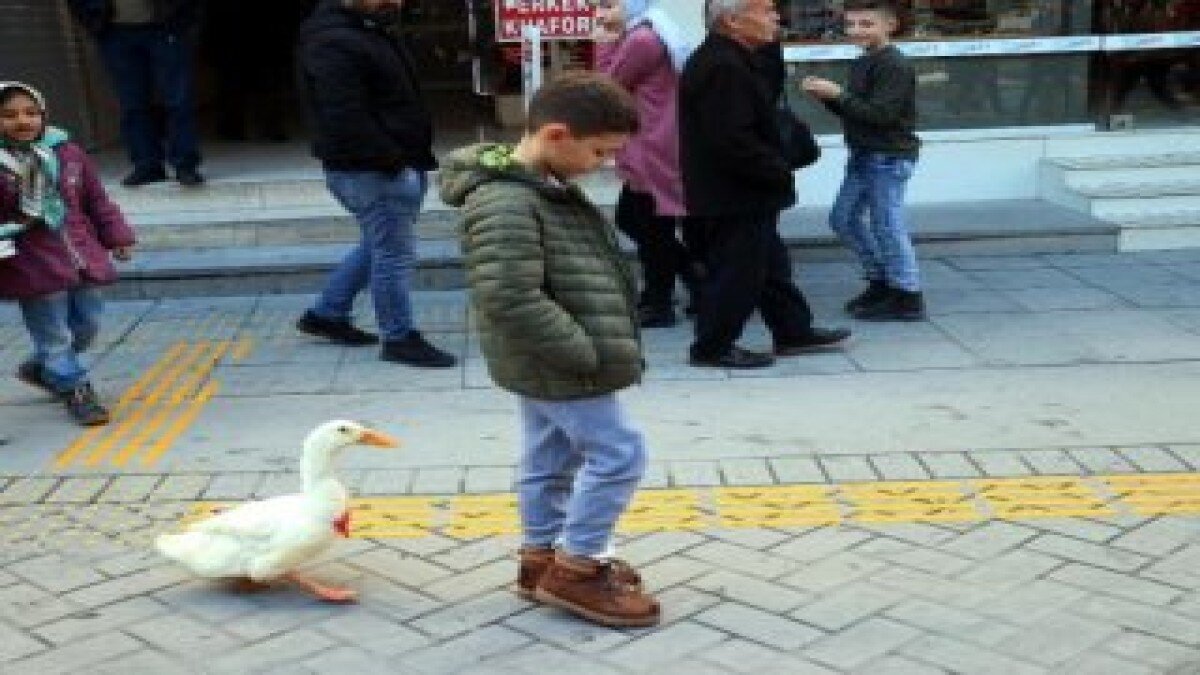 Caddede sahibinin arkasından yürüyen ördek