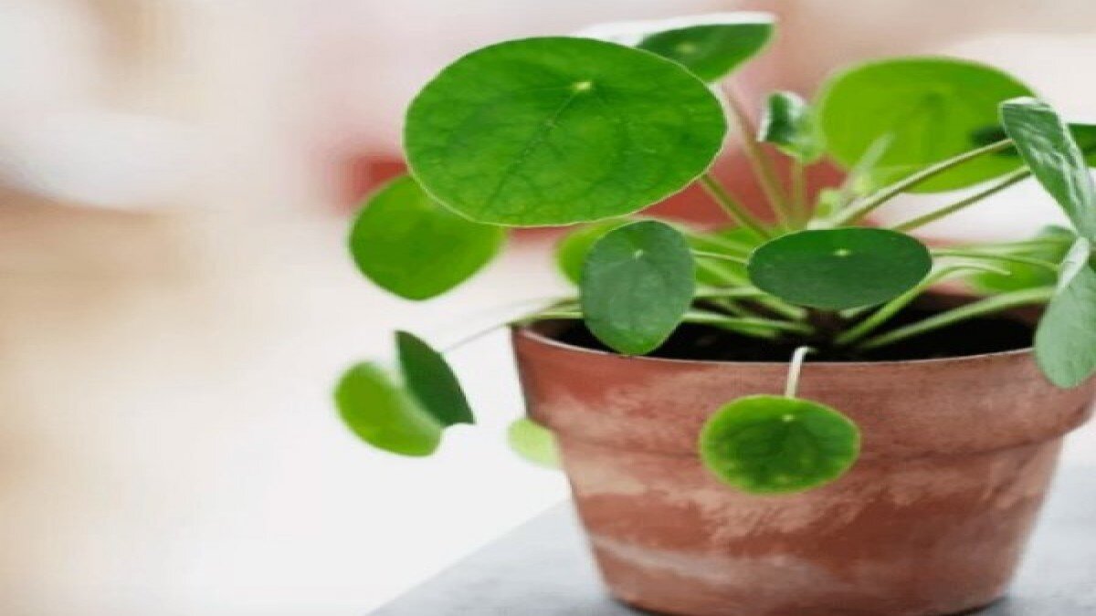 Pilea nedir