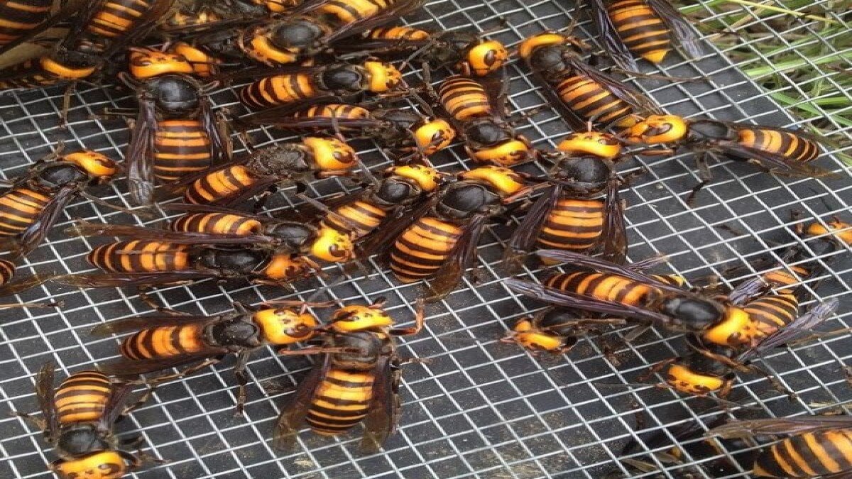 ABD, istilacı zehirli eşek arısı tehdidi altında