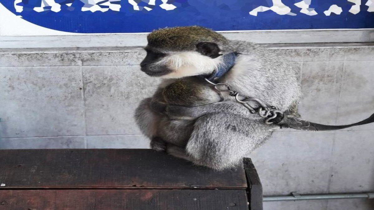 Evinde maymun besleyen vatandaşa ceza