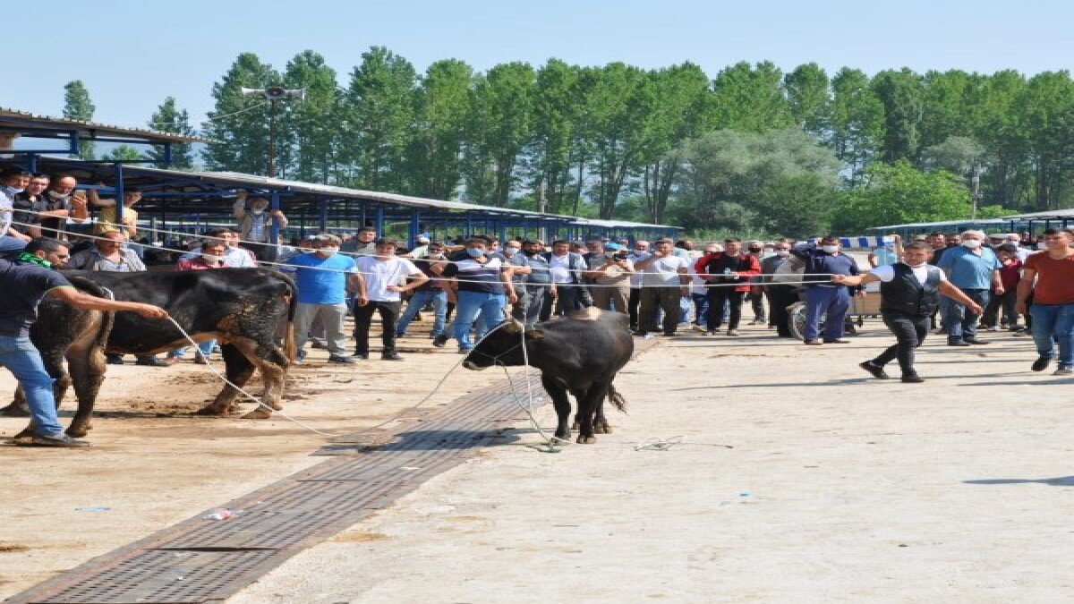 Kütahya'da kurban pazarında hareketli anlar yaşandı