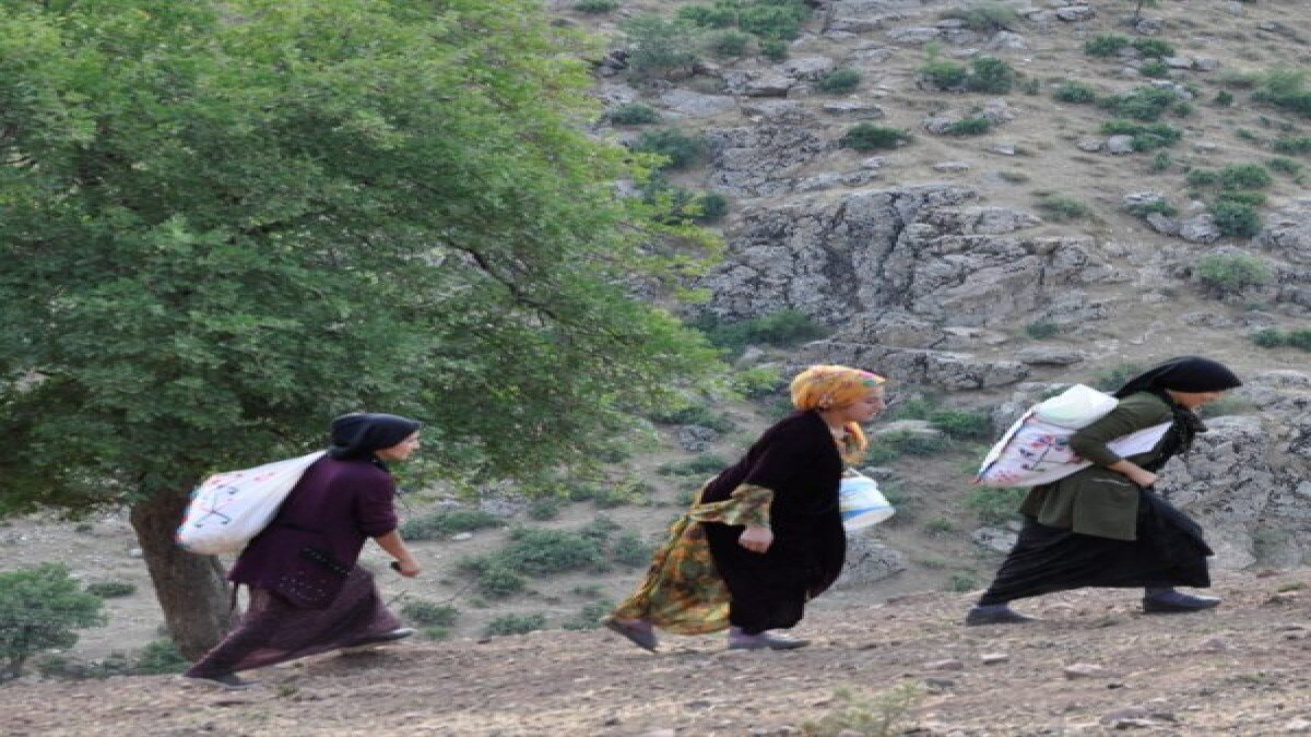 Hakkari'de süt sağmak için kilometrelerce yol yürüyorlar