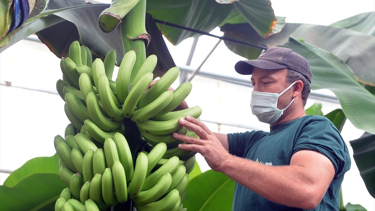 Uşak'ta, 1.000 metre rakımda jeotermal ve topraksız muz üretimi gerçekleşti