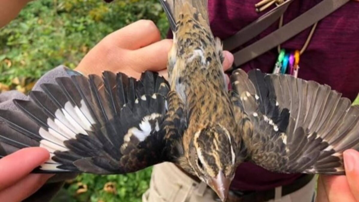 Bilim insanları, yarısı erkek yarısı dişi kuş keşfetti