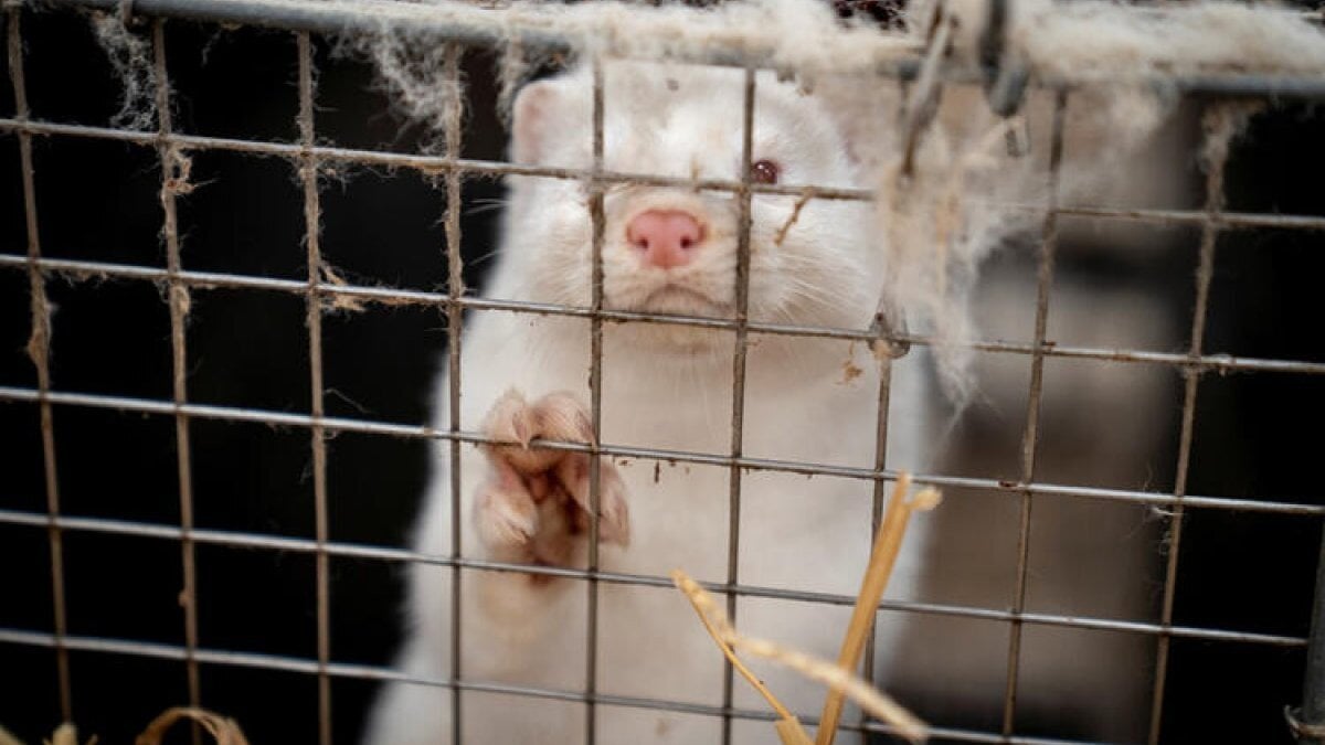 Cluster-5 virüsü nedir, nasıl bulaşır? Cluster-5 virüsü belirtileri nelerdir?